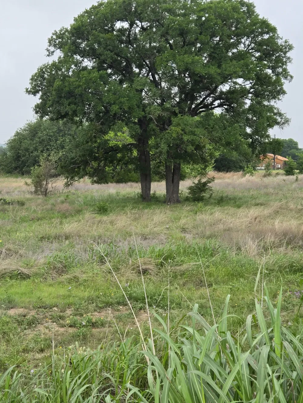 Yosemite Drive Oglesby, TX 76561