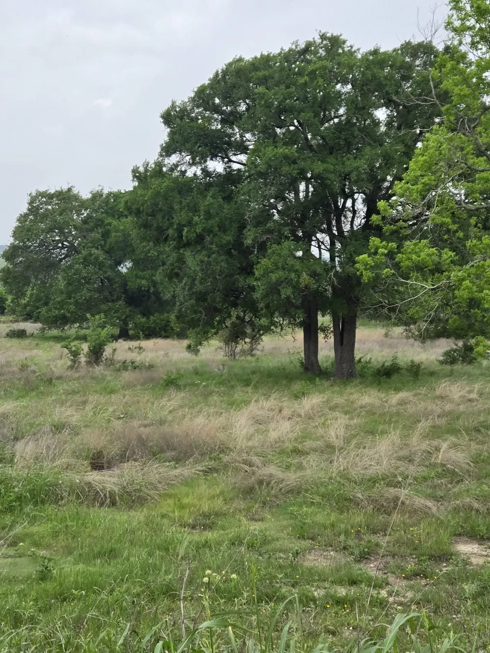 Yosemite Drive Oglesby, TX 76561