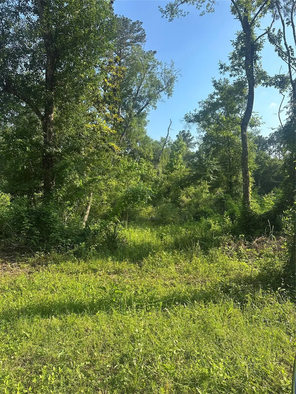 Little Lane Shepherd, TX 77371