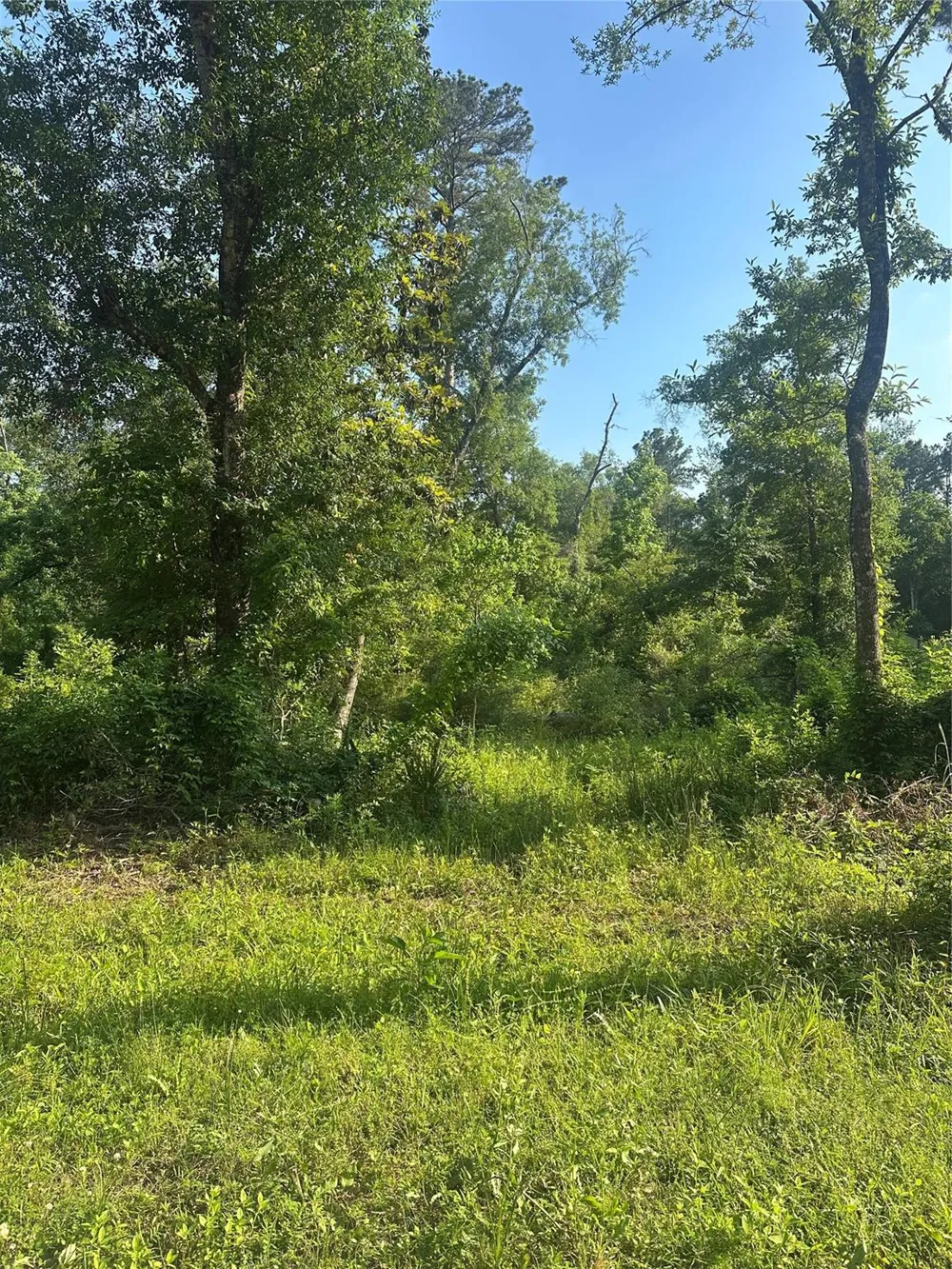 Little Lane Shepherd, TX 77371