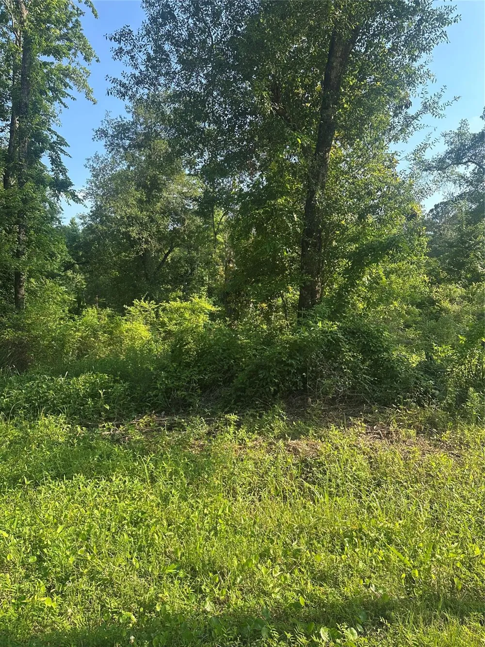 Little Lane Shepherd, TX 77371