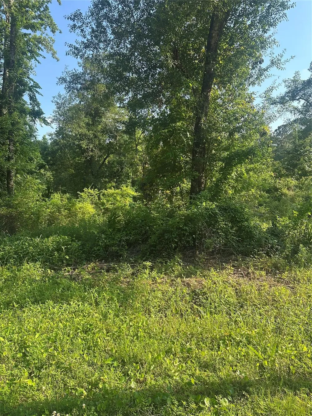Little Lane Shepherd, TX 77371