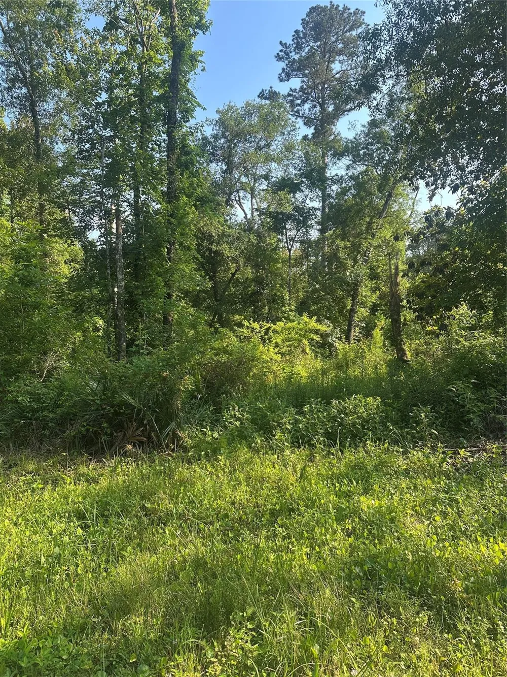 Little Lane Shepherd, TX 77371