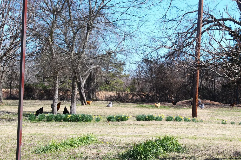 4776 NE County Road 2120 Road Talco, TX 75487