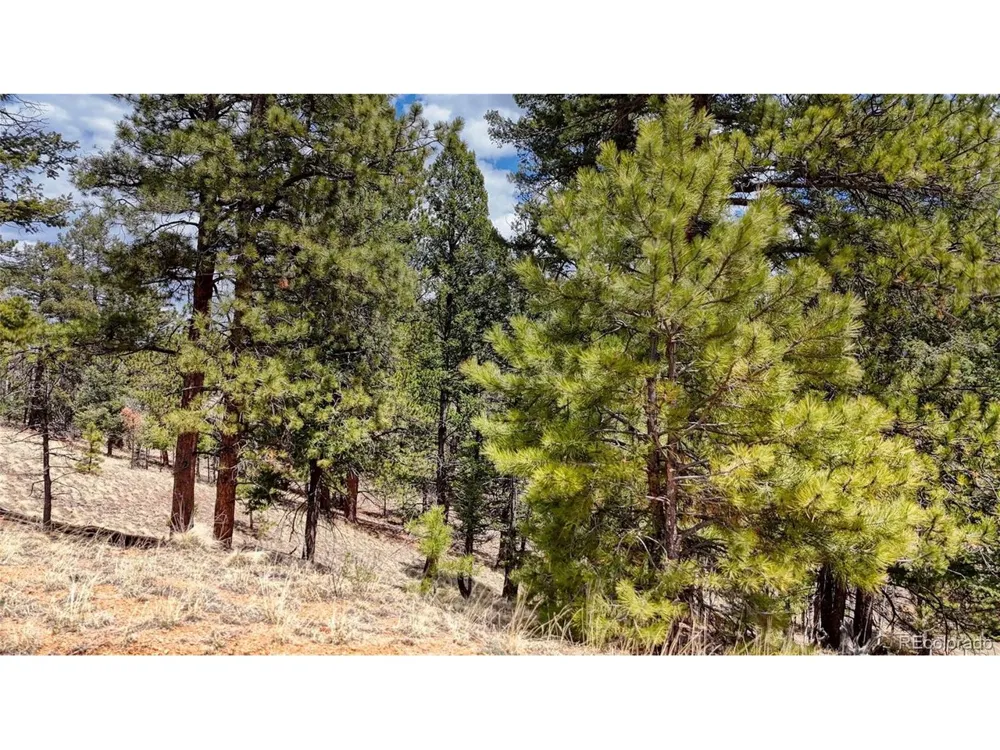 16 View Circle Florissant, CO 80816