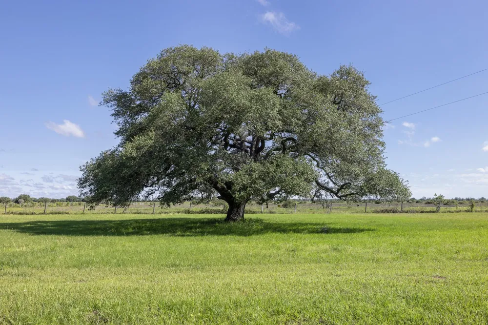 1195 County Road 161 Rock Island, TX 77470