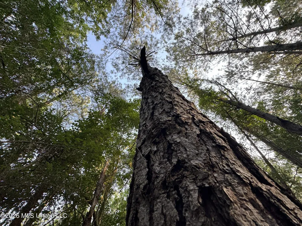 Lot 3 River Road Summit, MS 39666