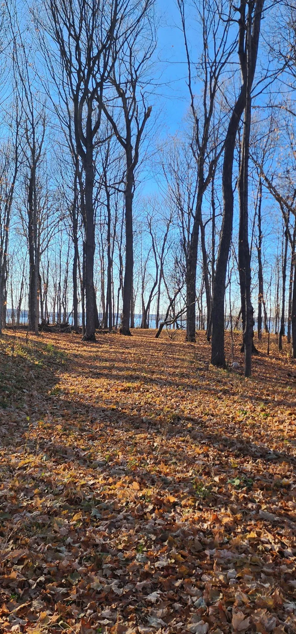 XXXX Diamond Trail NW Walker, MN 56484