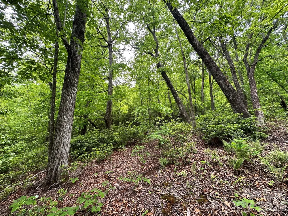 99999 Bird Creek Estates Road Black Mountain, NC 28711