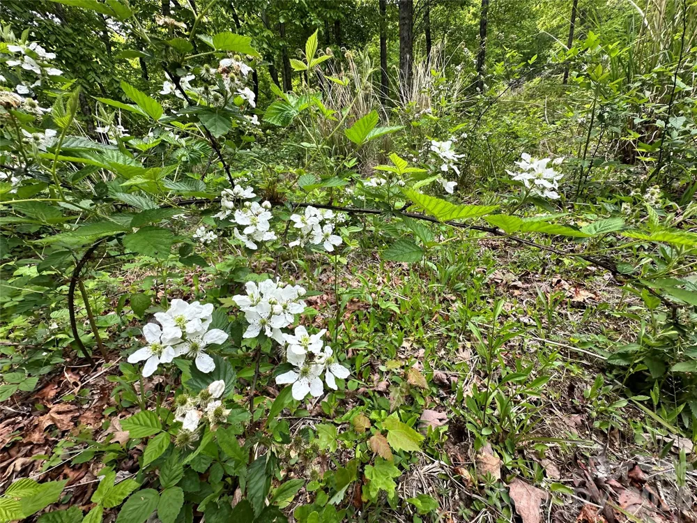 99999 Bird Creek Estates Road Black Mountain, NC 28711