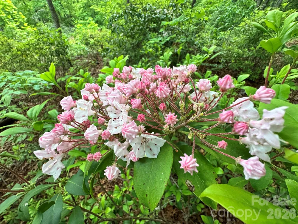 99999 Bird Creek Estates Road Black Mountain, NC 28711