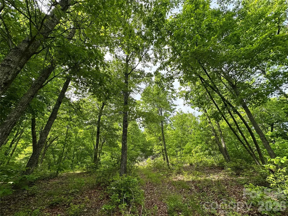 99999 Bird Creek Estates Road Black Mountain, NC 28711
