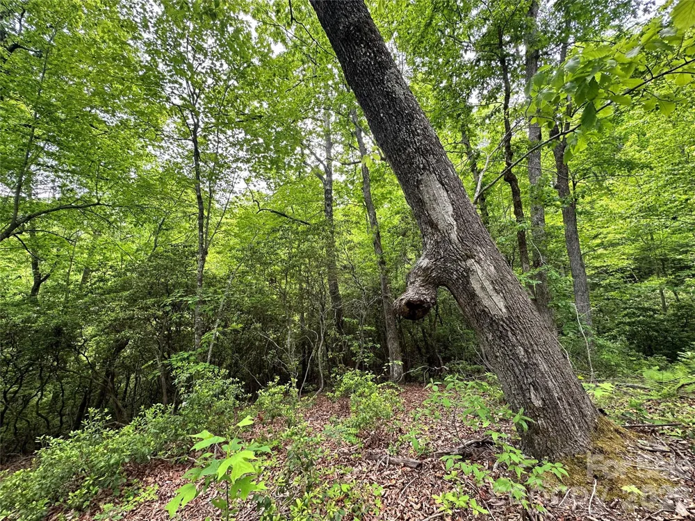 99999 Bird Creek Estates Road Black Mountain, NC 28711