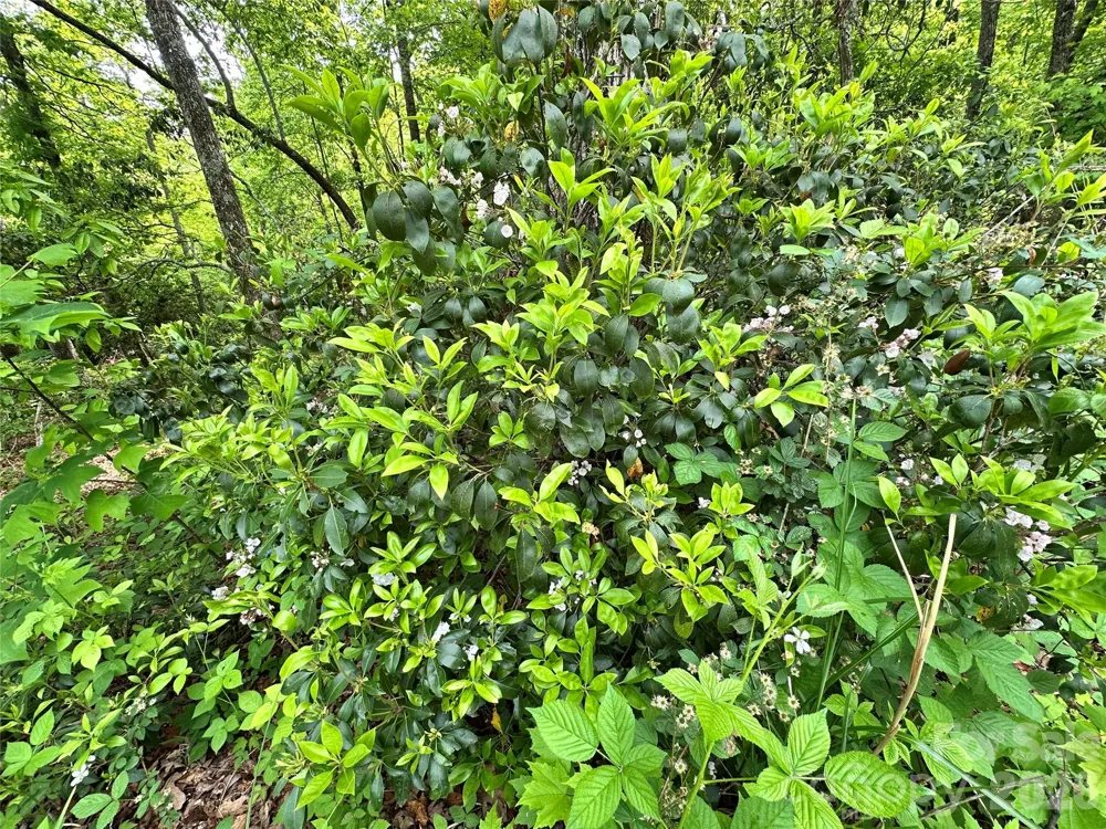 99999 Bird Creek Estates Road Black Mountain, NC 28711