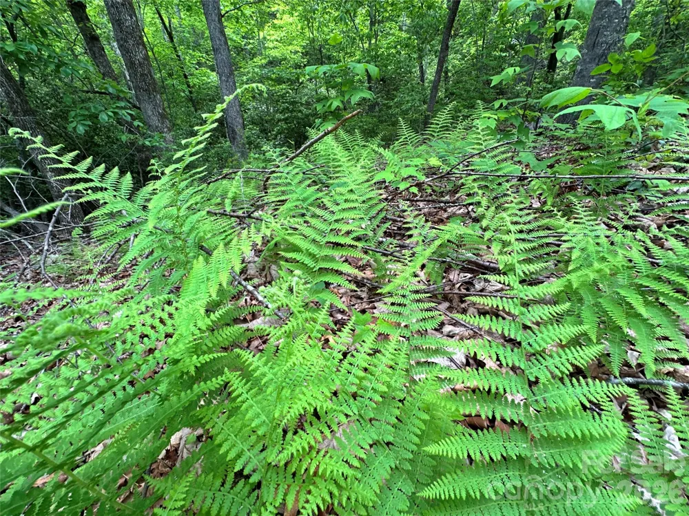 99999 Bird Creek Estates Road Black Mountain, NC 28711