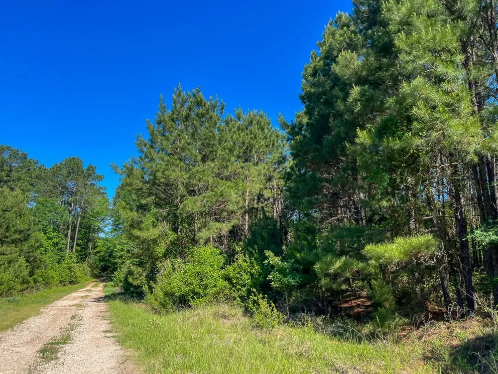 1 Fm 355 Eliot Groveton, TX 75845