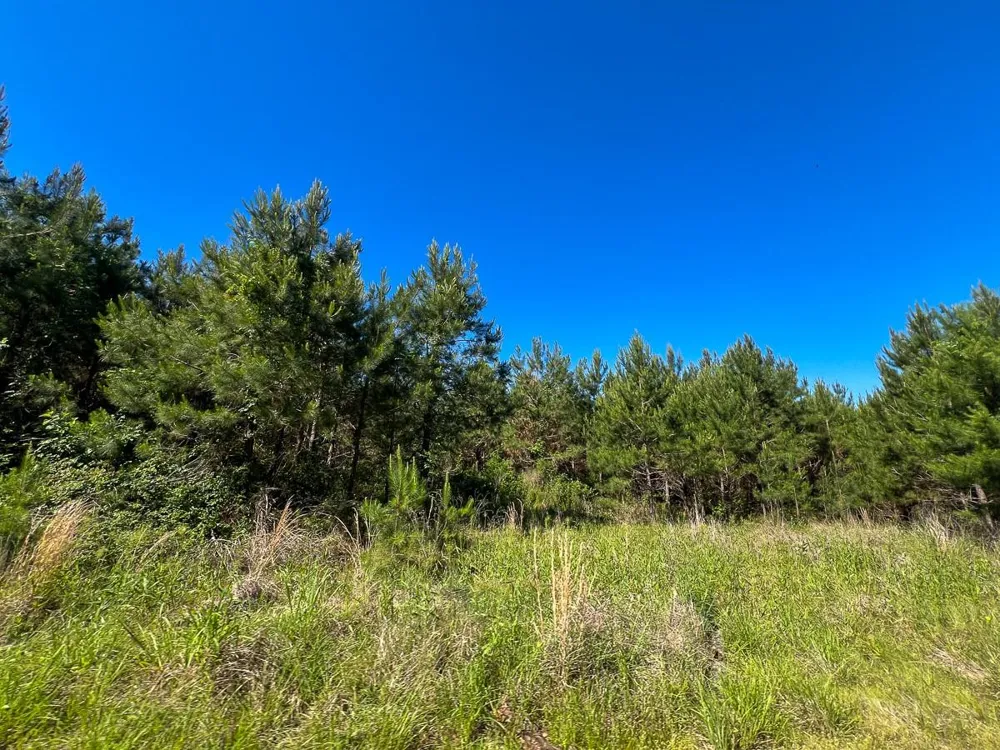 1 Fm 355 Eliot Groveton, TX 75845