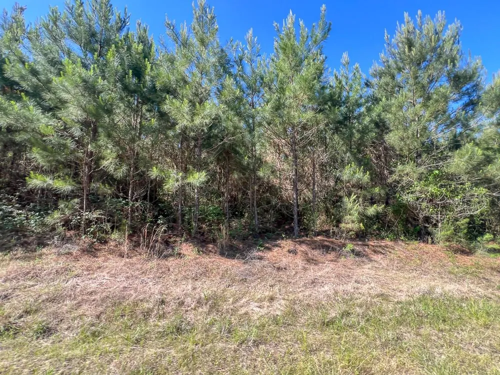 1 Fm 355 Eliot Groveton, TX 75845