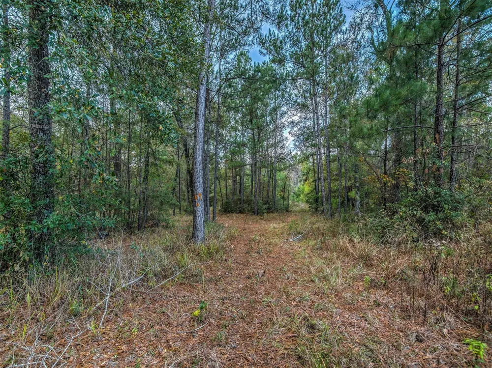 16867 Tierra Buena Drive Plantersville, TX 77363