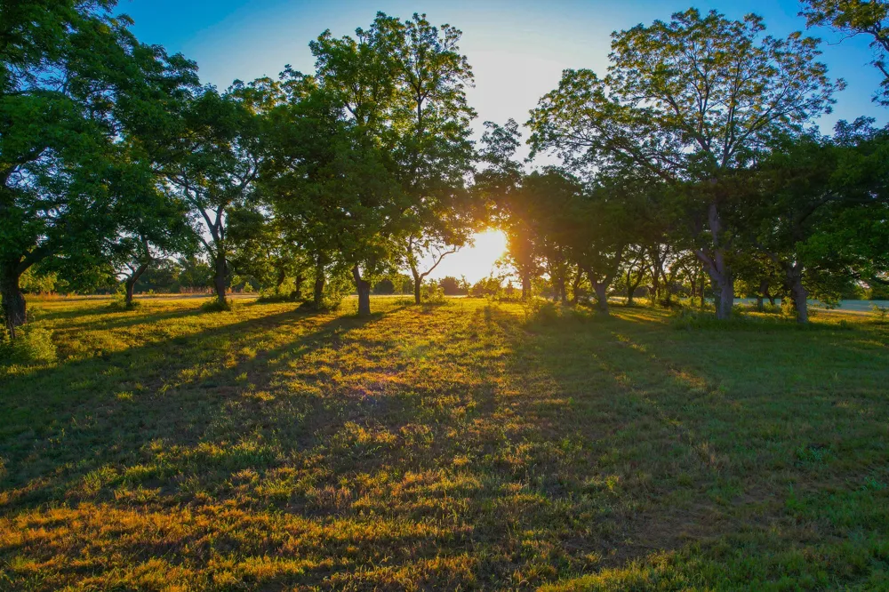 2000 County Road 2950 Dodd City, TX 75438