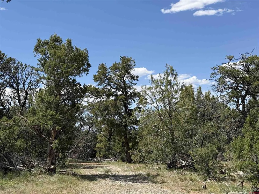 79014 Antler Trail Crawford, CO 81415