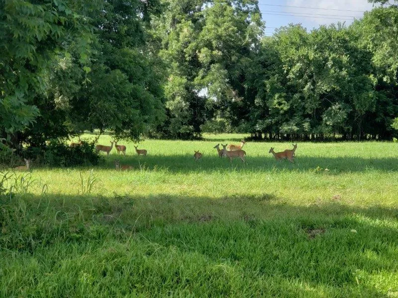 113 Pony Trail Angleton, TX 77515