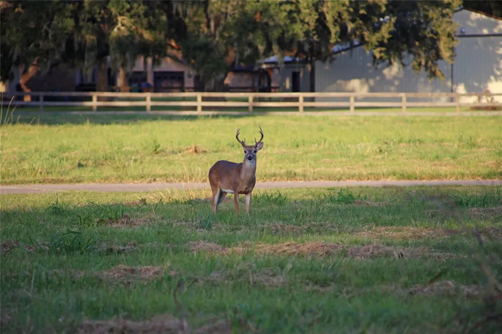 113 Pony Trail Angleton, TX 77515