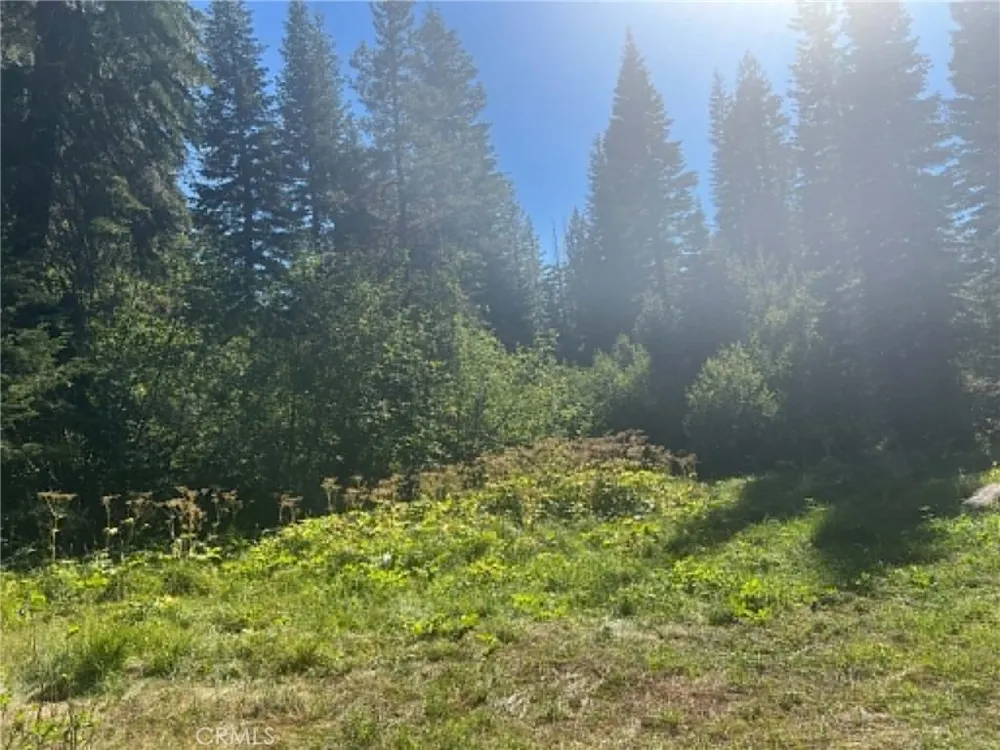 LOGGING ROAD Viola, CA 96088
