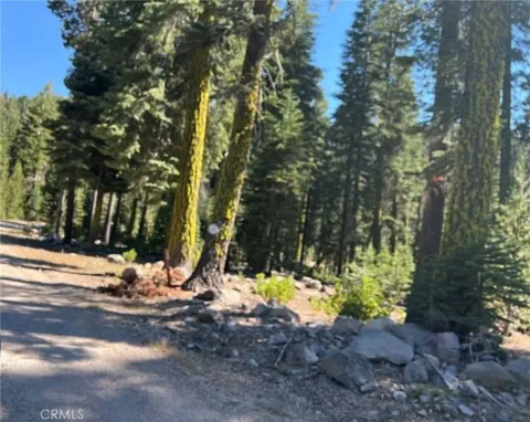 LOGGING ROAD