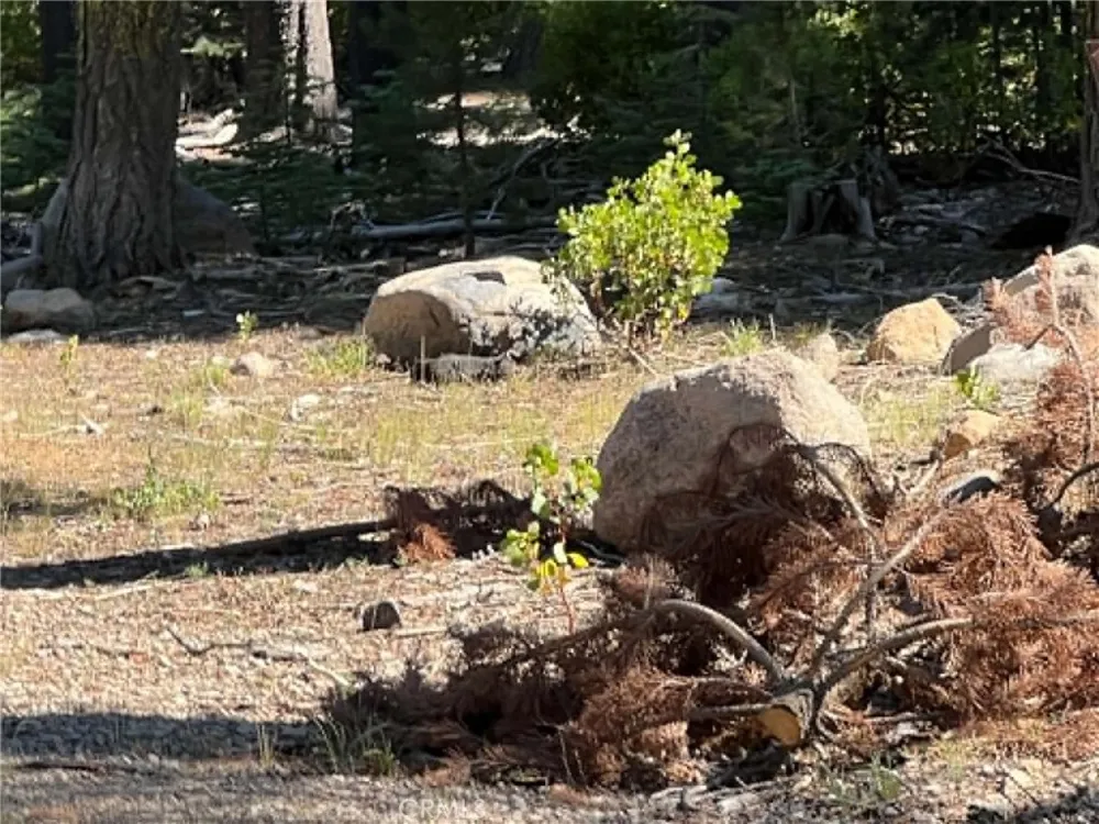 LOGGING ROAD Viola, CA 96088