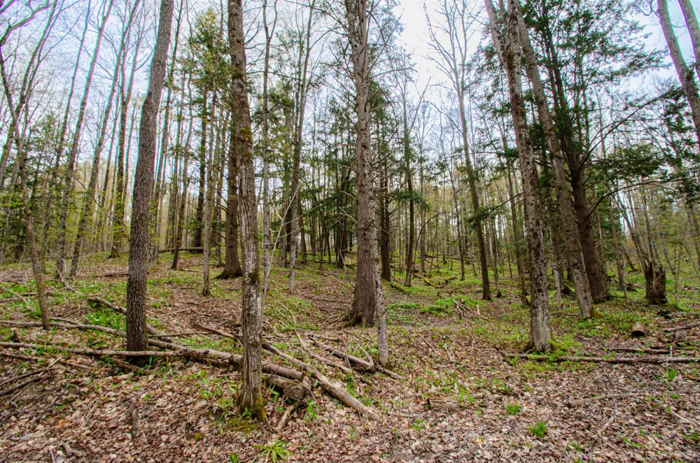 4839 Bunker Hill Road Echo Township, MI 49622