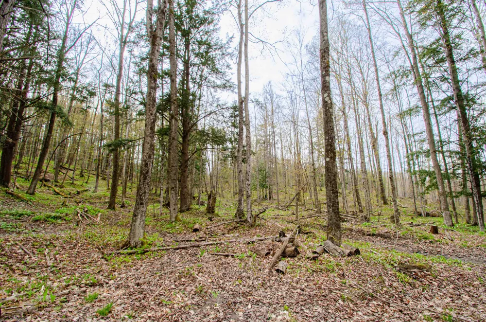 4839 Bunker Hill Road Echo Township, MI 49622