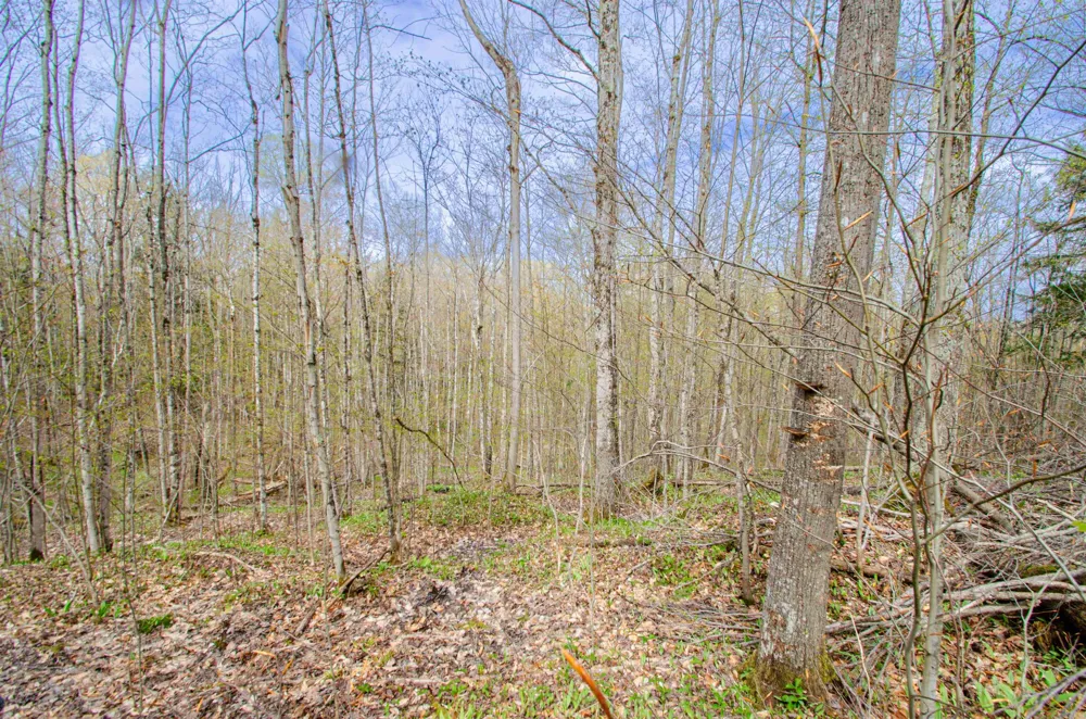 4839 Bunker Hill Road Echo Township, MI 49622