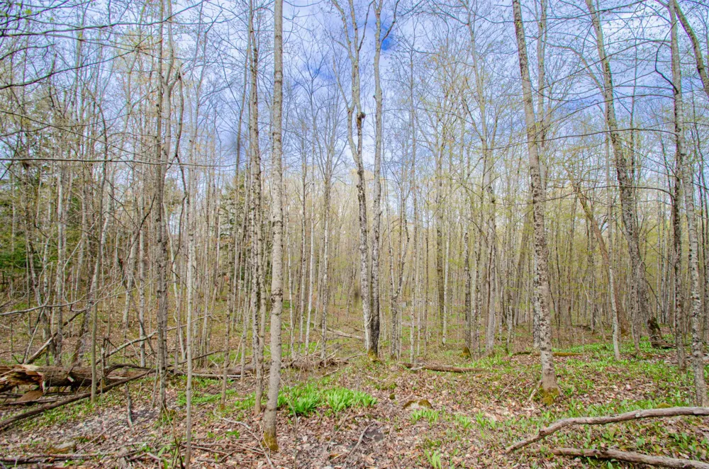 4839 Bunker Hill Road Echo Township, MI 49622
