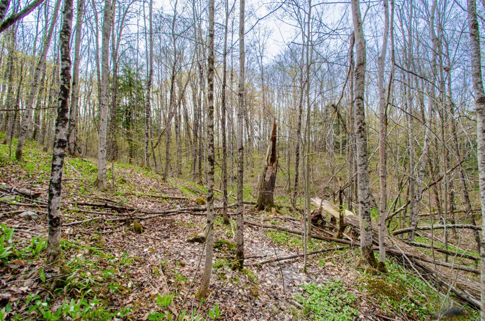 4839 Bunker Hill Road Echo Township, MI 49622