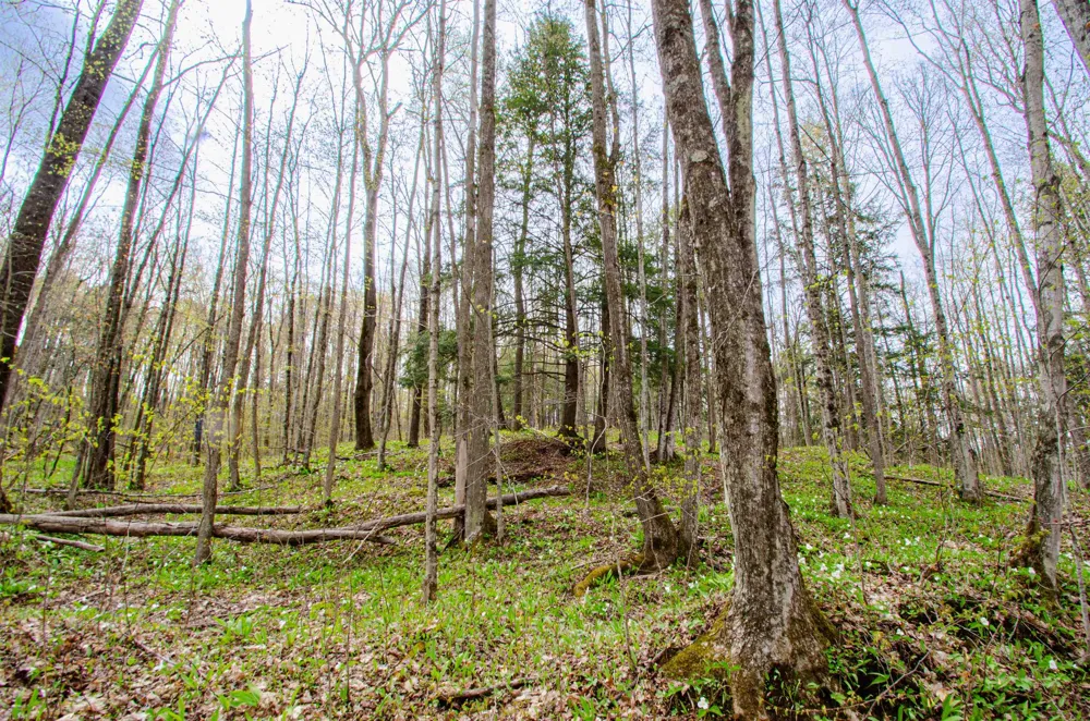 4839 Bunker Hill Road Echo Township, MI 49622
