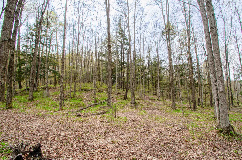 4839 Bunker Hill Road Echo Township, MI 49622