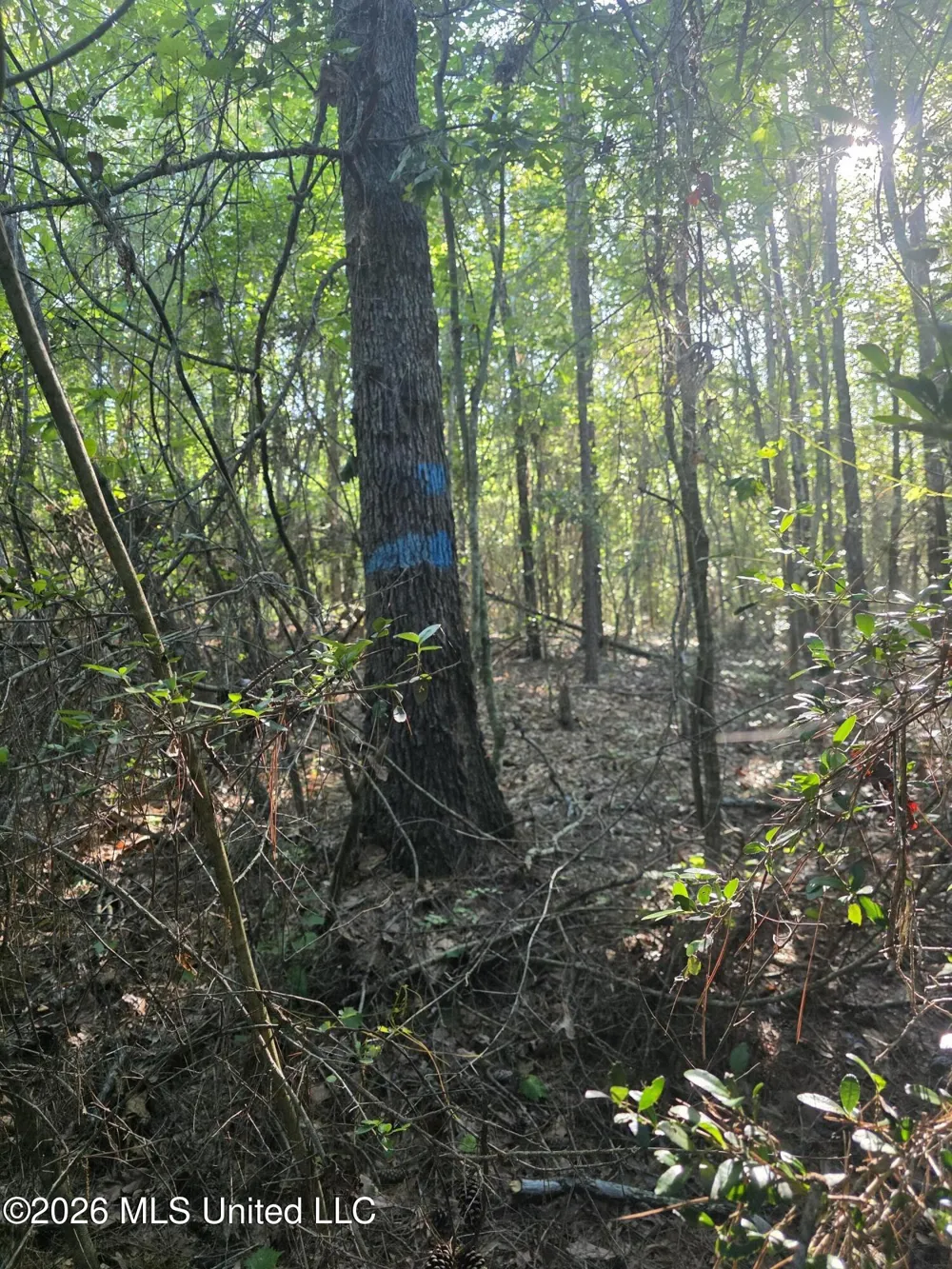 Hamilton Road Prentiss, MS 39474