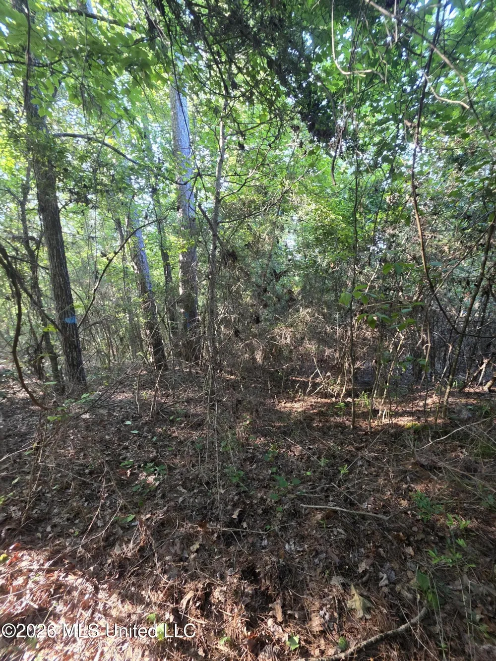 Hamilton Road Prentiss, MS 39474