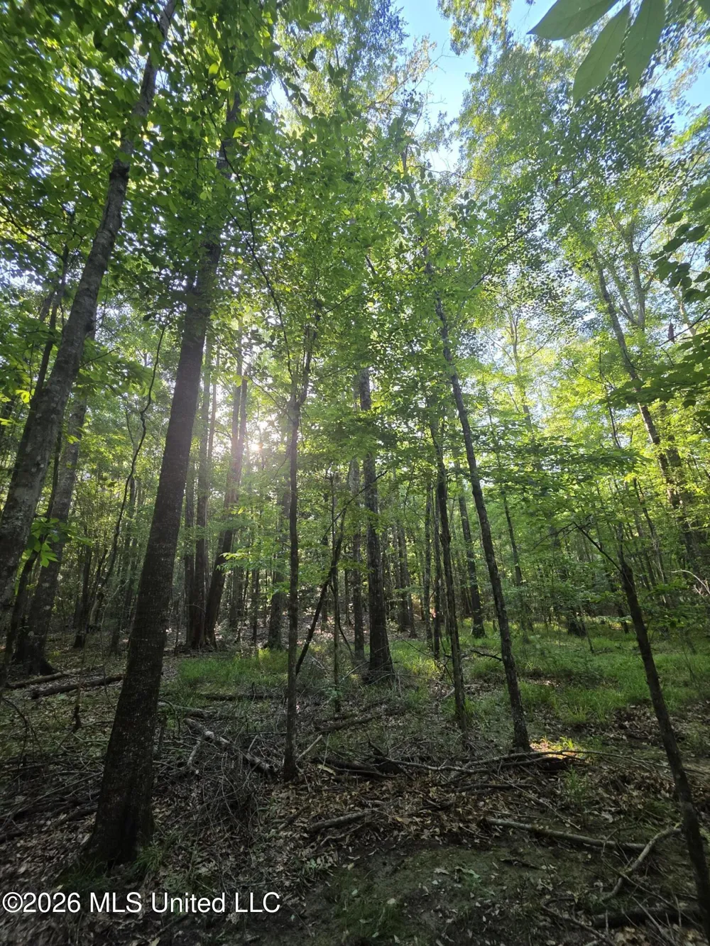 Hamilton Road Prentiss, MS 39474