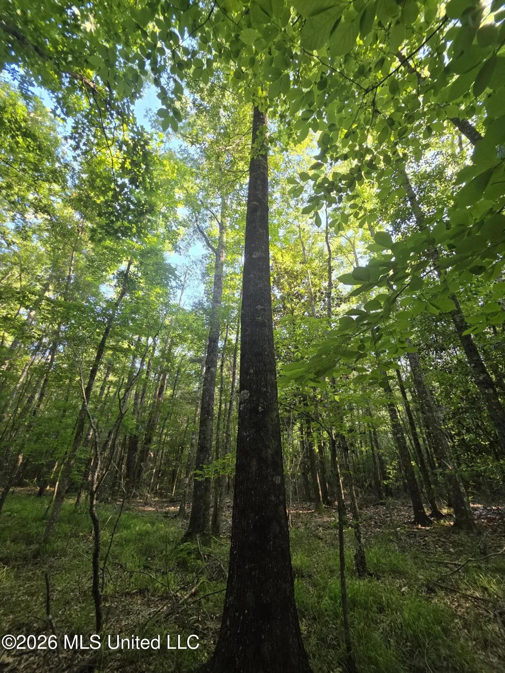 Hamilton Road Prentiss, MS 39474