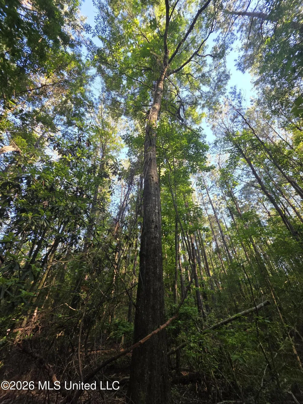 Hamilton Road Prentiss, MS 39474