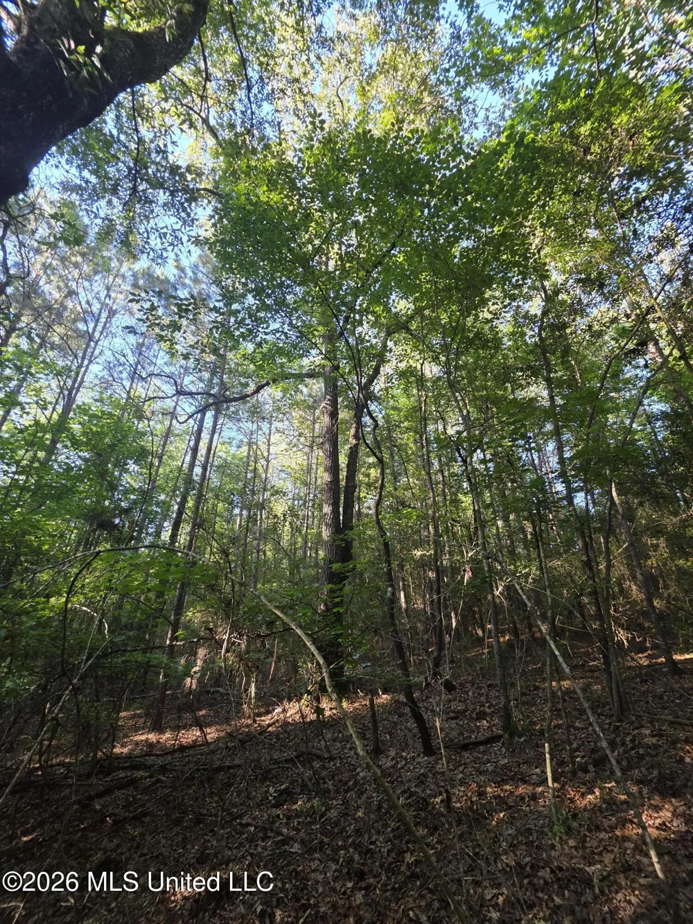 Hamilton Road Prentiss, MS 39474