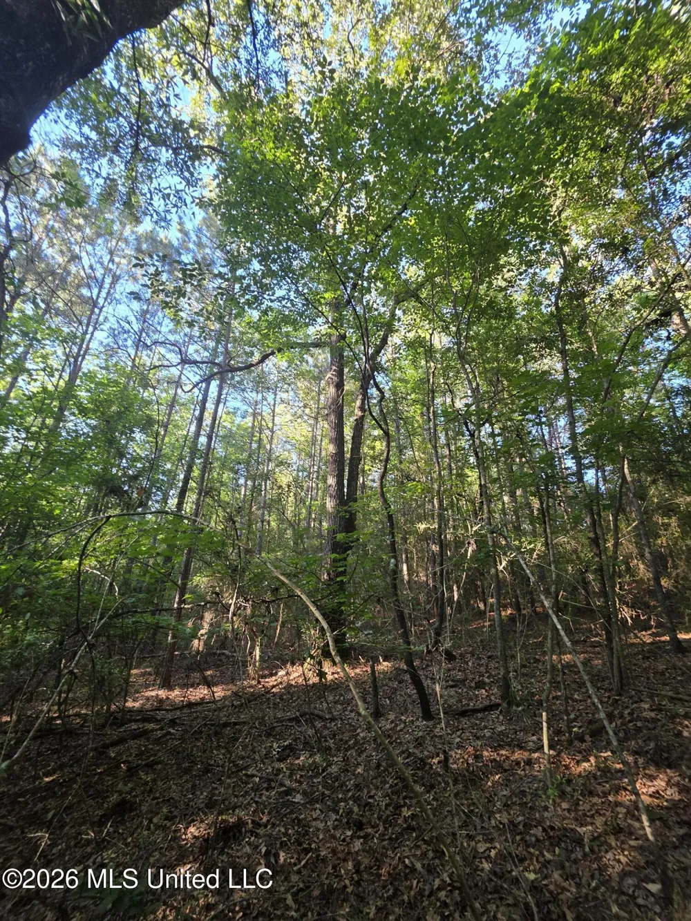 Hamilton Road Prentiss, MS 39474