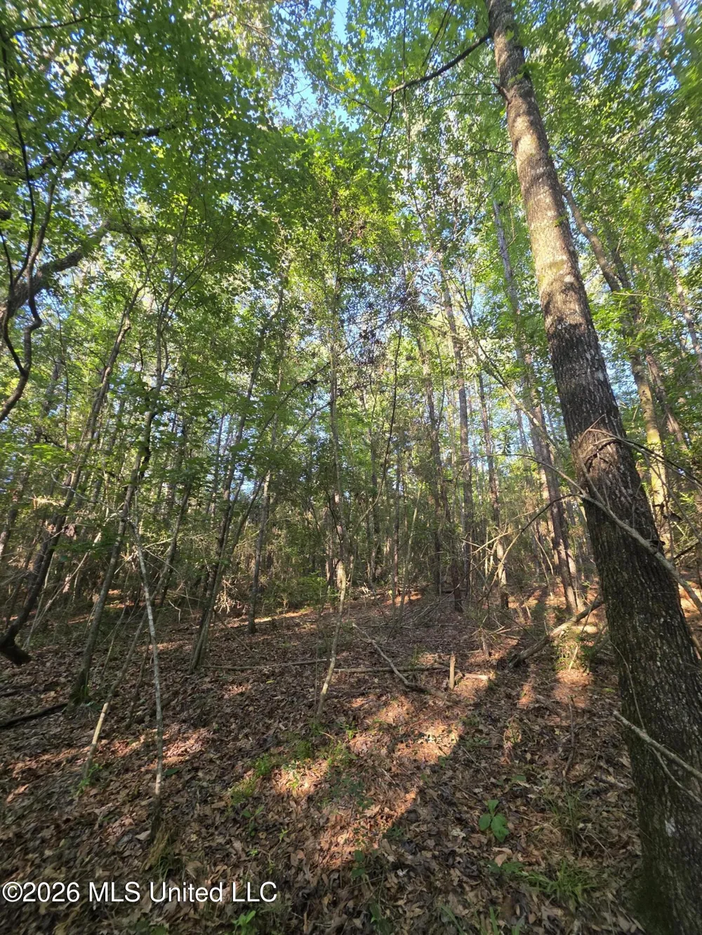 Hamilton Road Prentiss, MS 39474