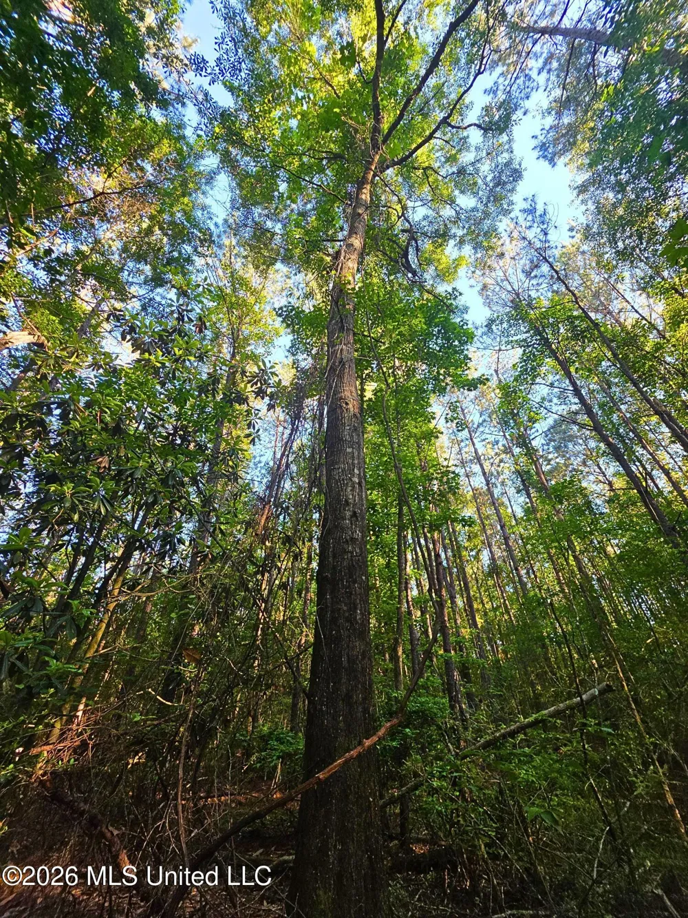 Hamilton Road Prentiss, MS 39474