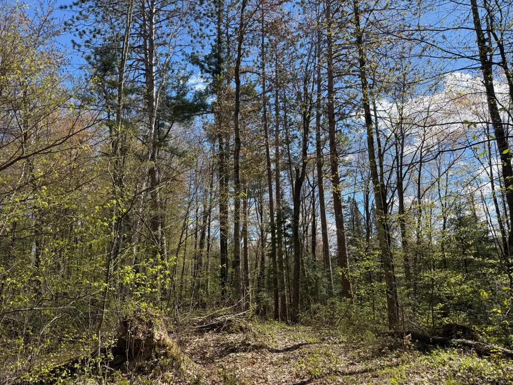 TBD Leonard Road Birchwood, WI 54817