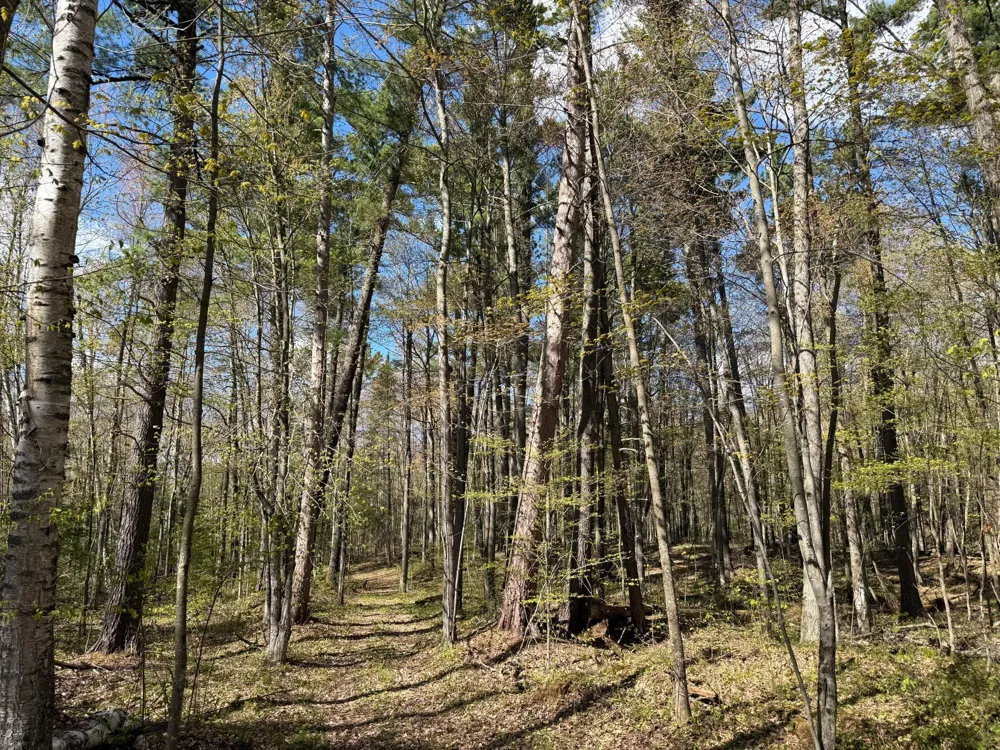 TBD Leonard Road Birchwood, WI 54817