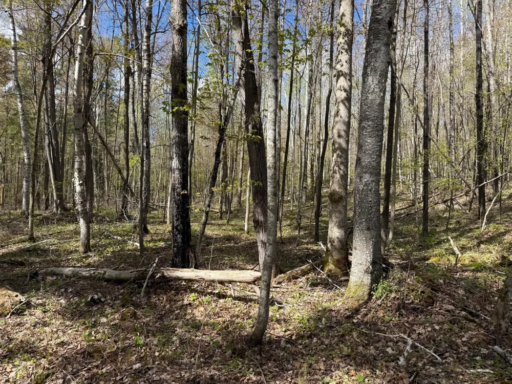 TBD Leonard Road Birchwood, WI 54817