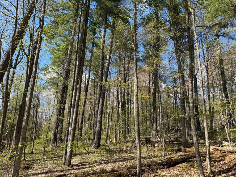 TBD Leonard Road Birchwood, WI 54817